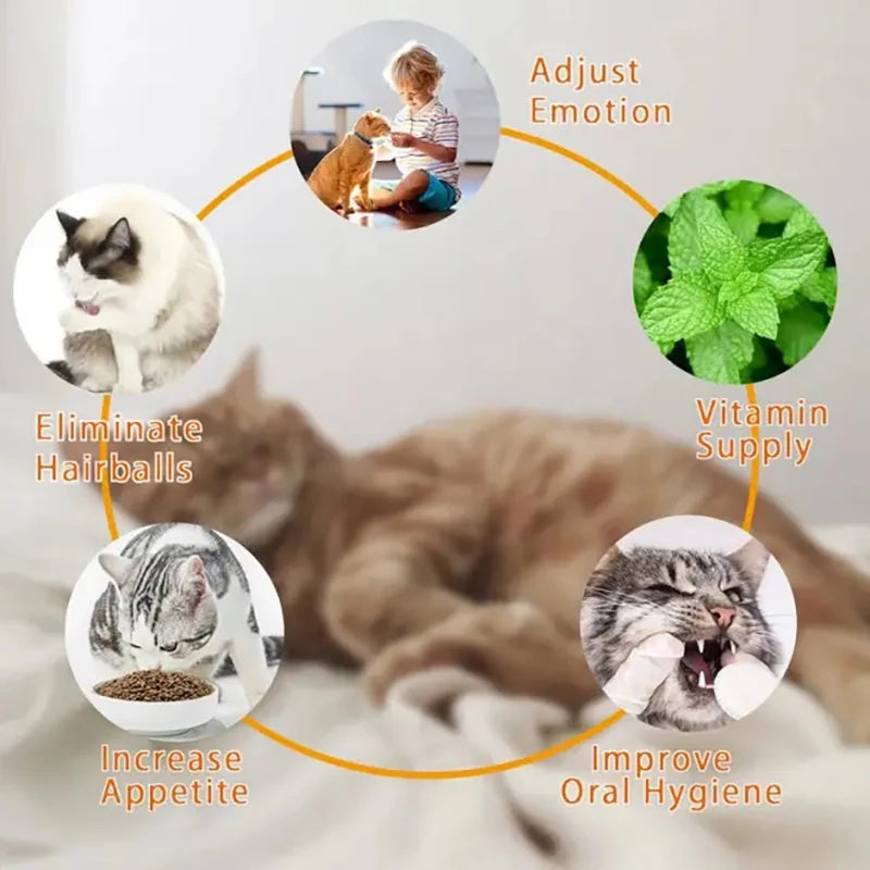 Natural Catnip Cat Wall Stick-on Ball Toy Scratchers Treats Healthy Natural